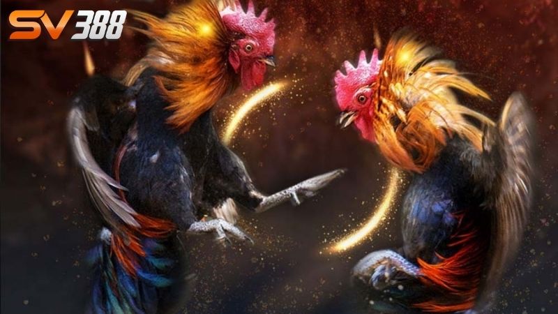 Giới thiệu đá gà Mỹ SV388